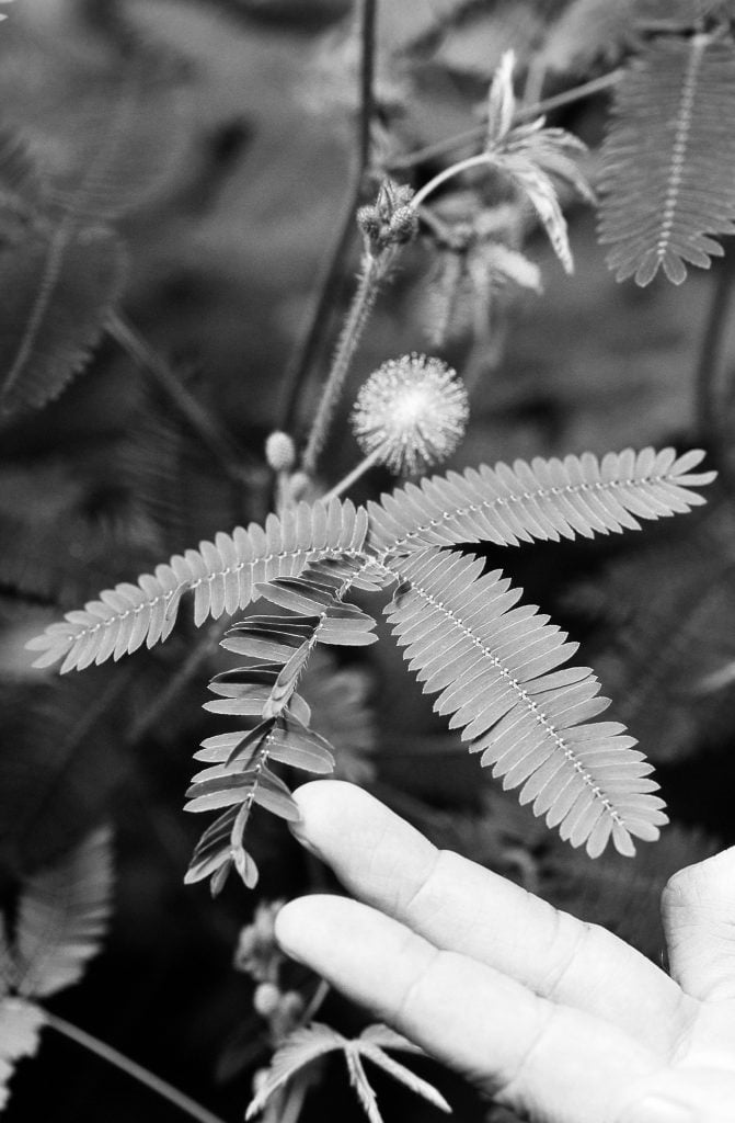 Mimosa Pudica “remembers” and stores memory for almost a month. Monica Gagliano, National Geographic, 2014